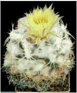 CORYPHANTHA (КОРИФАНТА) 1 Coryphantha pycnacantha
