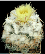 Coryphantha pycnacantha