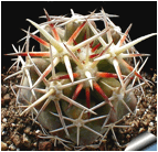 CORYPHANTHA (КОРИФАНТА) 2 CORYPHANTHA (КОРИФАНТА) | 1