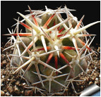 CORYPHANTHA (КОРИФАНТА) | 1