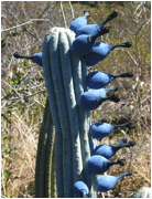 PILOSOCEREUS (ПИЛОЗОЦЕРЕУС) 2 PILOSOCEREUS (ПИЛОЗОЦЕРЕУС) | 2