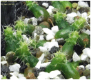 CORYPHANTHA (КОРИФАНТА) 4 Coryphantha sulcata SB389 s01