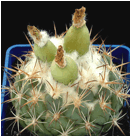 CORYPHANTHA (КОРИФАНТА) 7 CORYPHANTHA (КОРИФАНТА) | 5