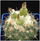 CORYPHANTHA (КОРИФАНТА) | 5