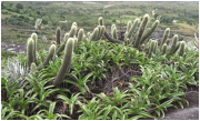 PILOSOCEREUS (ПИЛОЗОЦЕРЕУС) 9 PILOSOCEREUS (ПИЛОЗОЦЕРЕУС) | 9