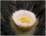 EULYCHNIA (ЭВЛИХНИЯ) 11 photo: closeup of Copao cactus flower in Atacama Desert