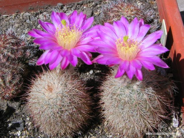 «ЧТО В ИМЕНИ ТЕБЕ МОЕМ?...» Кактусы из рода Эхиноцереус 10 Echinocereus laui