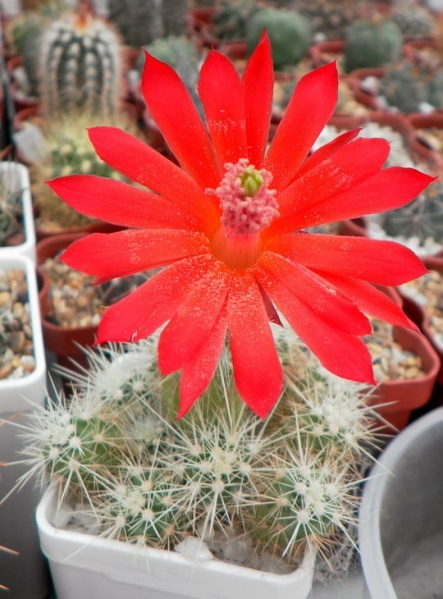 «ЧТО В ИМЕНИ ТЕБЕ МОЕМ?...» Кактусы из рода Эхиноцереус 11 Echinocereus klapperi