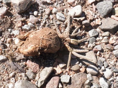 Pterocactus sp. DD039 Pterocactus sp. DD039