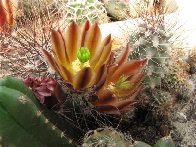 «ЧТО В ИМЕНИ ТЕБЕ МОЕМ?...» Кактусы из рода Эхиноцереус 12 Echinocereus mapimiensis
