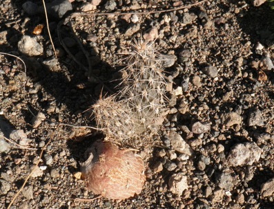 Pterocactus fischeri DD031 Pterocactus fischeri DD031