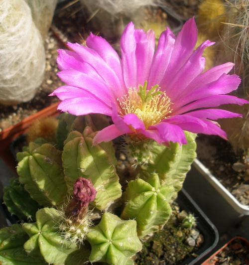 «ЧТО В ИМЕНИ ТЕБЕ МОЕМ?...» Кактусы из рода Эхиноцереус 13 Echinocereus morricalli