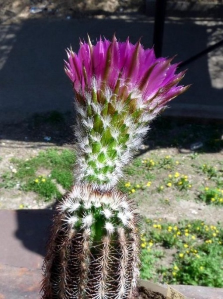 «ЧТО В ИМЕНИ ТЕБЕ МОЕМ?...» Кактусы из рода Эхиноцереус 14 Echinocereus oklahomensis