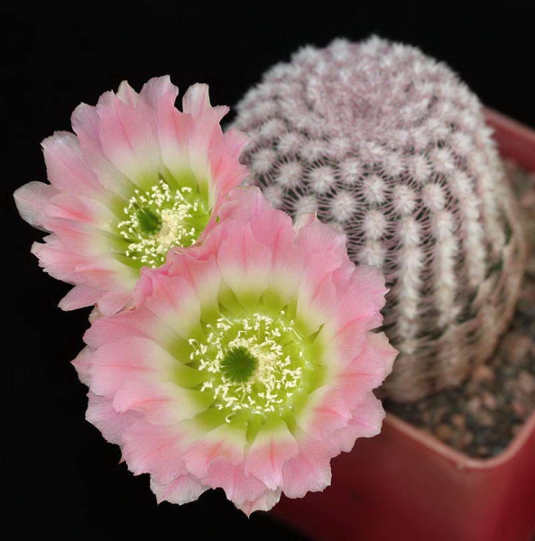 «ЧТО В ИМЕНИ ТЕБЕ МОЕМ?...» Кактусы из рода Эхиноцереус 15 Echinocereus pectinatus