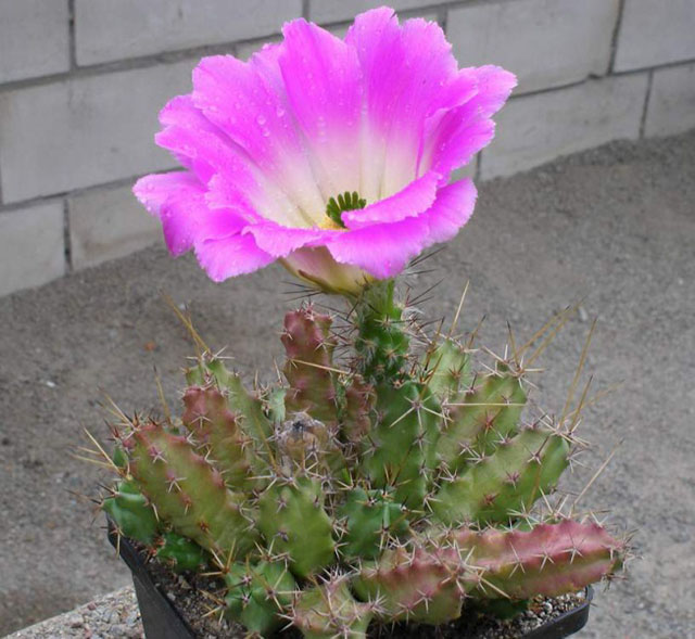 «ЧТО В ИМЕНИ ТЕБЕ МОЕМ?...» Кактусы из рода Эхиноцереус 16 Echinocereus pentalophus