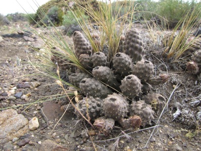 Pterocactus araucanus GP-106 Pterocactus araucanus GP-106