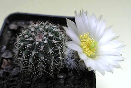 «ЧТО В ИМЕНИ ТЕБЕ МОЕМ?...» Кактусы из рода Эхиноцереус 17 Echinocereus pulchellus v. sharpie