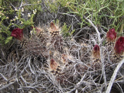 Pterocactus valentini GP-106 Pterocactus valentini GP-106