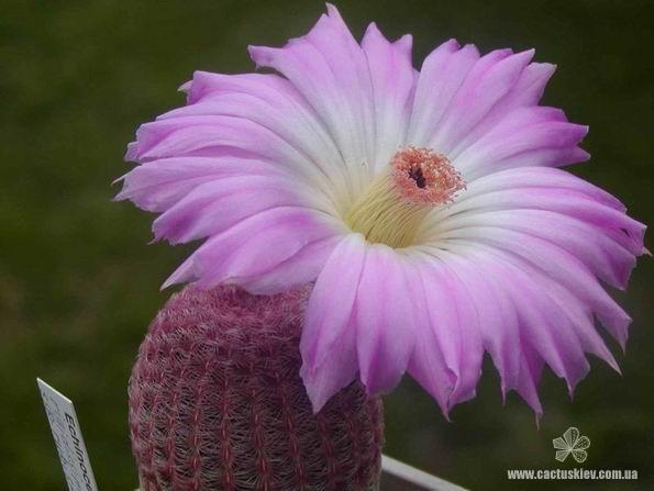 «ЧТО В ИМЕНИ ТЕБЕ МОЕМ?...» Кактусы из рода Эхиноцереус 18 Echinocereus rigidissimus