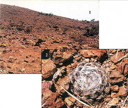 MAMMILLARIA NANA, НОВЫЙ ВЗГЛЯД 2 MAMMILLARIA NANA, НОВЫЙ ВЗГЛЯД | 2