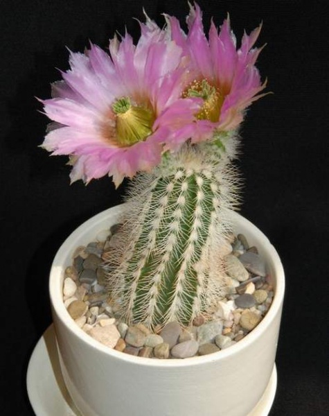 «ЧТО В ИМЕНИ ТЕБЕ МОЕМ?...» Кактусы из рода Эхиноцереус 2 Echinocereus baileyi v. аlbispinus