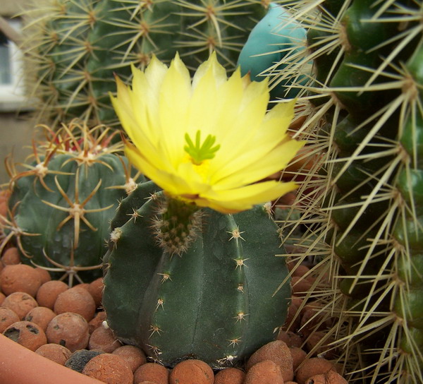 «ЧТО В ИМЕНИ ТЕБЕ МОЕМ?...» Кактусы из рода Эхиноцереус 20 Echinocereus subinermis