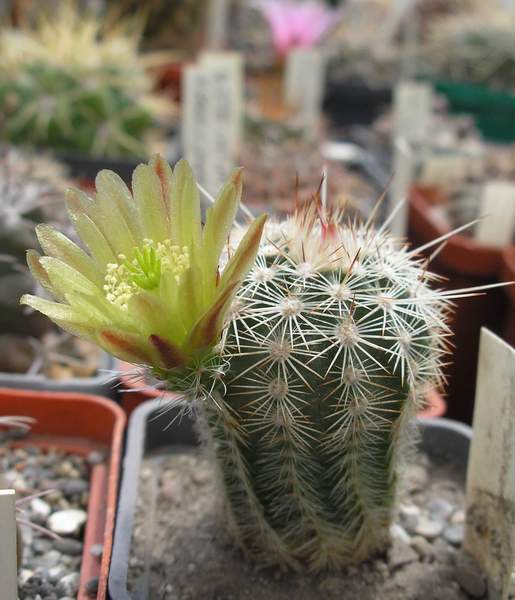 «ЧТО В ИМЕНИ ТЕБЕ МОЕМ?...» Кактусы из рода Эхиноцереус 3 Echinocereus chloranthus v. jarilla