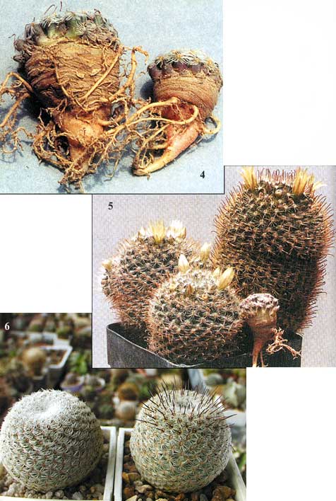 MAMMILLARIA NANA, НОВЫЙ ВЗГЛЯД 4 MAMMILLARIA NANA, НОВЫЙ ВЗГЛЯД | 4