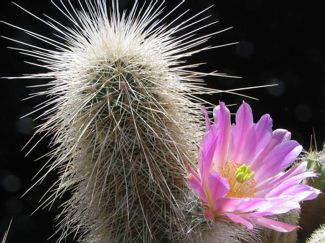 «ЧТО В ИМЕНИ ТЕБЕ МОЕМ?...» Кактусы из рода Эхиноцереус 4 Echinocereus freudenbergerii