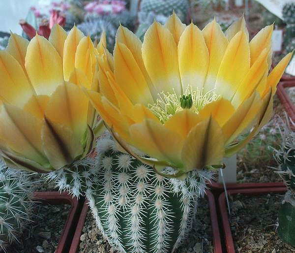 «ЧТО В ИМЕНИ ТЕБЕ МОЕМ?...» Кактусы из рода Эхиноцереус 5 Echinocereus ctenoides SB 1536
