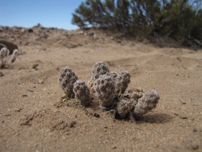 Pterocactus sp. GP-102 Pterocactus sp. GP-102