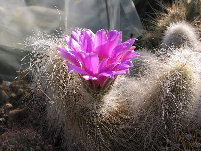 «ЧТО В ИМЕНИ ТЕБЕ МОЕМ?...» Кактусы из рода Эхиноцереус 6 Echinocereus delaetii