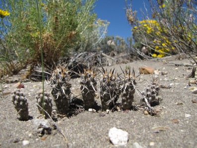 Pterocactus australis GP-104 Pterocactus australis GP-104