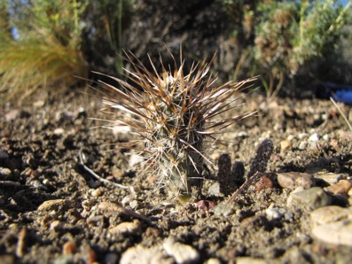 Pterocactus australis GP-108 Pterocactus australis GP-108