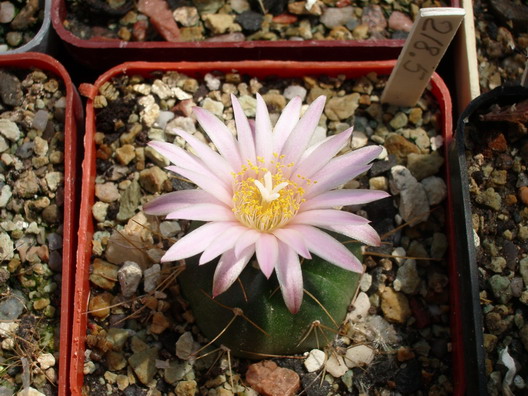 «ЧТО В ИМЕНИ ТЕБЕ МОЕМ?...» Кактусы из рода Эхиноцереус 9 Echinocereus knippelianus v. kruegeri