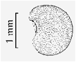 ECHINOMASTUS (ЭХИНОМАСТУС) 3 ECHINOMASTUS (ЭХИНОМАСТУС) | 3