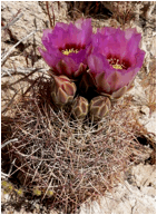 ECHINOMASTUS (ЭХИНОМАСТУС) 6 File:Echinomastus johnsonii 1.jpg
