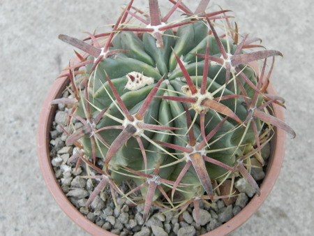 «ЧТО В ИМЕНИ ТЕБЕ МОЕМ?...» Ферокактусы 7 Ferocactus latispinus