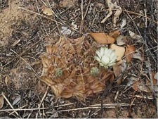 GYMNOCALYCIUM MEGATAE В ЕСТЕСТВЕННОЙ СРЕДЕ 1 Gymnocalycium megatae
