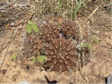 GYMNOCALYCIUM MEGATAE В ЕСТЕСТВЕННОЙ СРЕДЕ 2 Gymnocalycium megatae