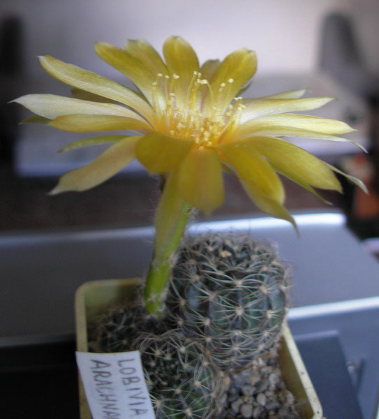 Lobivia arachnacantha Lobivia arachnacantha