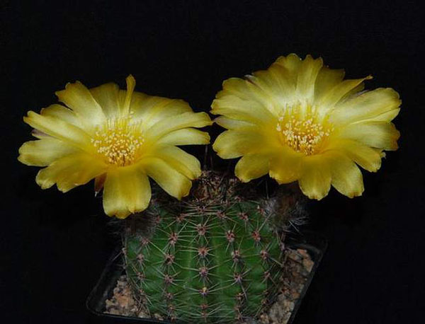 Lobivia aurea Lobivia aurea