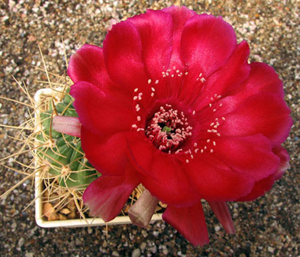 Lobivia cinnabarina v. grandiflora Lobivia cinnabarina v. grandiflora