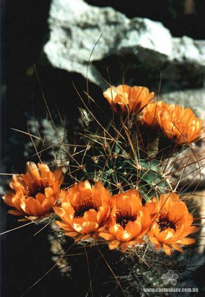 Lobivia jajoiana v. longispina Lobivia jajoiana v. longispina