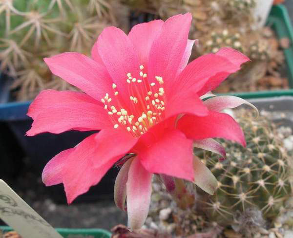 Lobivia saltensis Lobivia saltensis