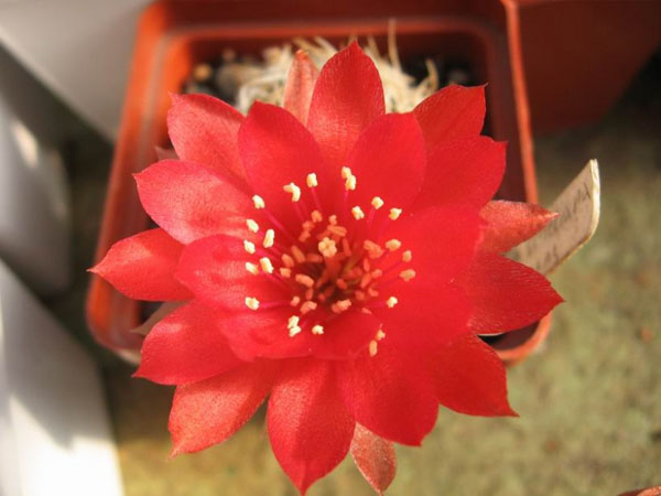 Lobivia schieliana v. albesсens Lobivia schieliana v. albesсens