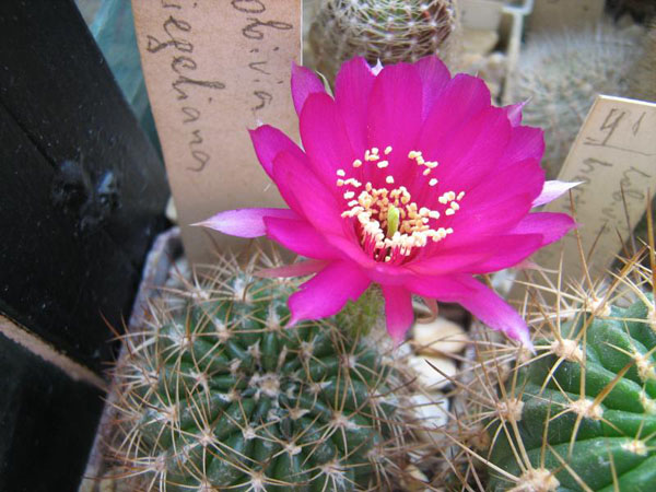 Lobivia tiegeliana Lobivia tiegeliana