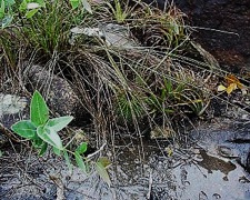 PARODIA NIGRISPINA (AA021) В ЕСТЕСТВЕННОЙ СРЕДЕ 1 PARODIA NIGRISPINA (AA021) В ЕСТЕСТВЕННОЙ СРЕДЕ | 1
