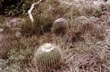 PARODIA NIGRISPINA (AA021) В ЕСТЕСТВЕННОЙ СРЕДЕ 3 PARODIA NIGRISPINA (AA021) В ЕСТЕСТВЕННОЙ СРЕДЕ | 3