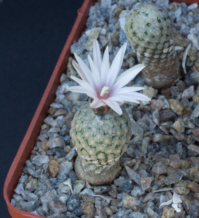 Т.valdezianus, white flower, HV, south of Matehuala, SLP_посев 28.01.18